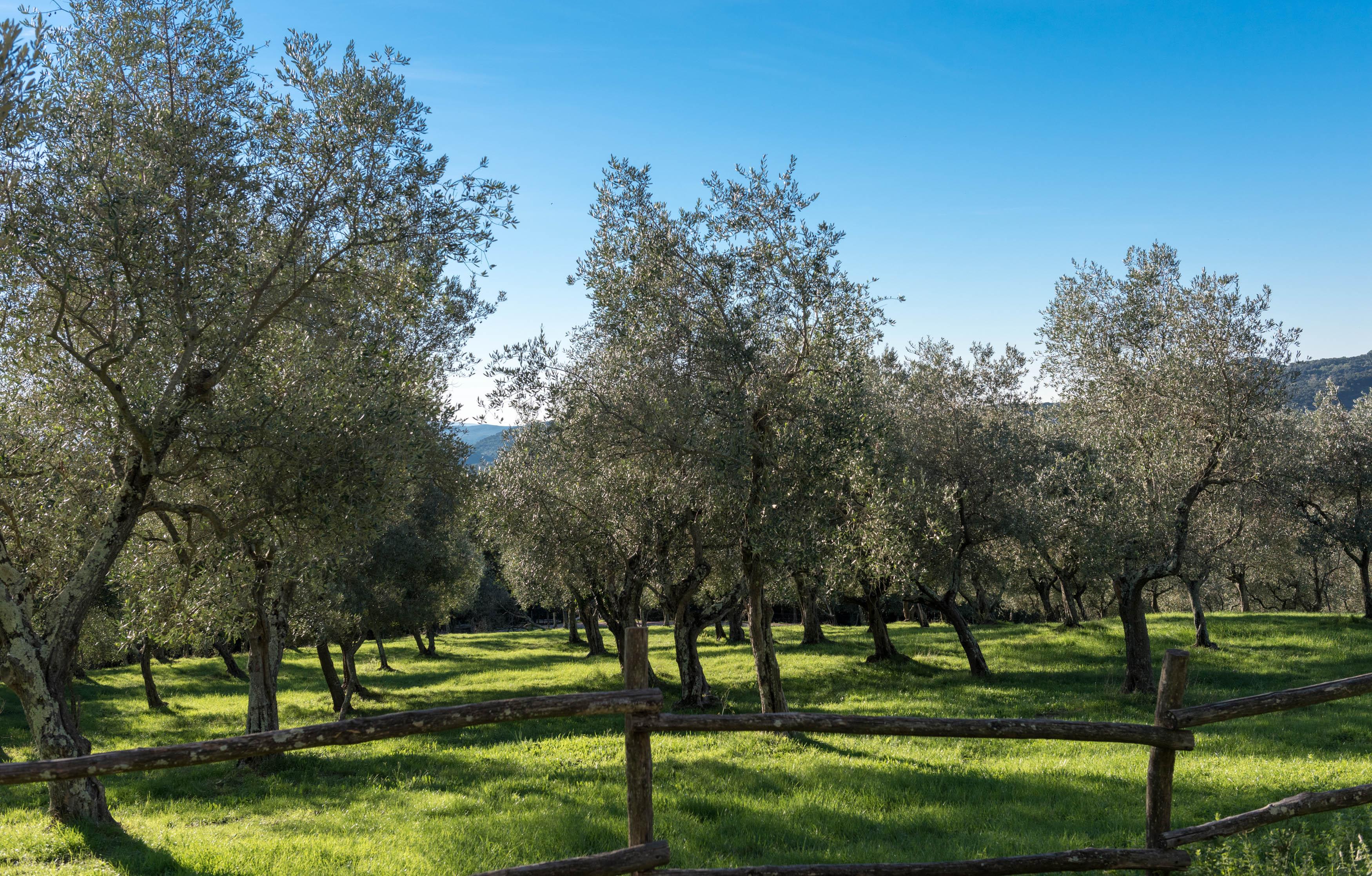 Tenuta La Bandita Sassetta Exterior photo